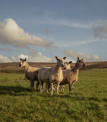 Sheep in the field representing the natural materials some of our designers use including wool